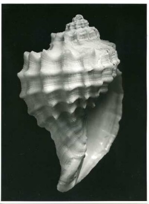 Schnecke