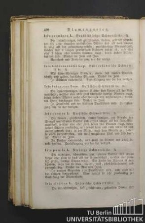 Iris Güldenstädtii Lep. Güldenstädtische Schwertlilie.