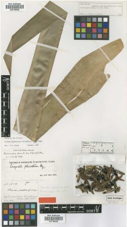 Tillandsia pleiosticha Griseb. [holotype]