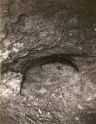 Elbsandsteingebirge. Höhlung mit Leuchtmoos (Schistostega pennata) bei Herrnskretschen