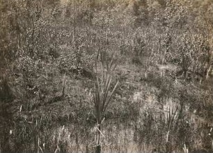 Oberlausitz. Dubringer Moor. Torfmoospolster in einem alten Torfstich