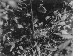 Gartengrasmücke : Gartengrasmücke (Sylvia borin Boddaert)