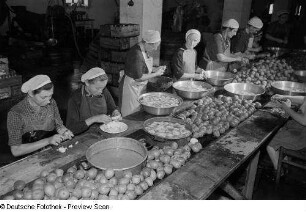 Frauen schälen im VEB Leipziger Feinkostfabrik Birnen
