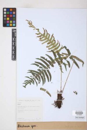 Blechnum