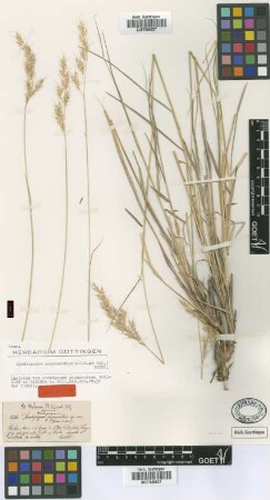 Andropogon pogonanthus Boiss. & Balansa [isotype]