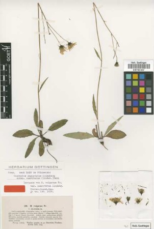 Hieracium vulgatum Fr. var. Lindeb. coarctatum[isotype]