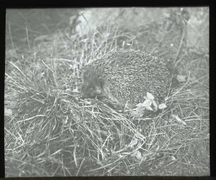 Igel