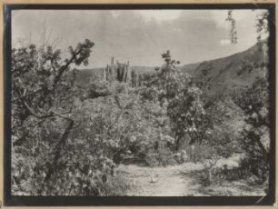 Trockenvegetation im Tal des Río Mizque bei Chapapa