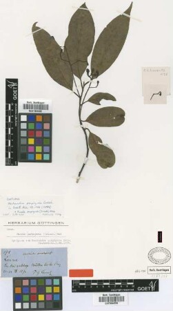 Nectandra porphyria Griseb. [syntype]