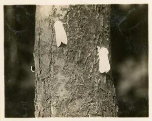 Rochlitzer Berg, Breitflügeliger Fleckleibbär oder Weiße Tigermotte (Spilosoma lubricipeda), Raupe