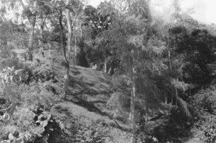 Wald (Lateinamerika-Aufenthalte 1934/1942 - 2. Kolumbien 1934-1937)