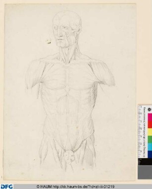 Anatomische Studie (nach Leonardo da Vinci?)