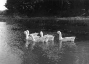 Cadolzburg. Schwimmende Gänse