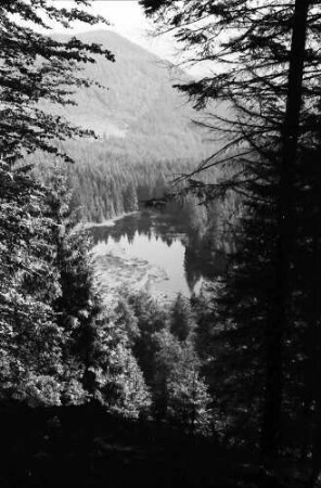 (Zuflucht): Buhlbachsee, vom Aussichtspunkt