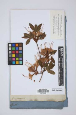 Azalea nudiflora L.