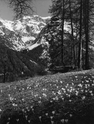 Stubaital. Landschaftsausschnitt mit Krokuswiese