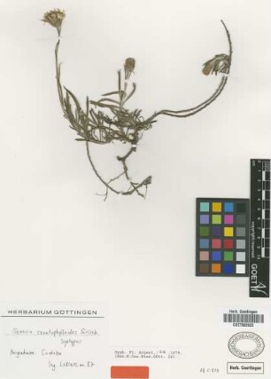 Senecio ceratophylloides Griseb. [syntype]