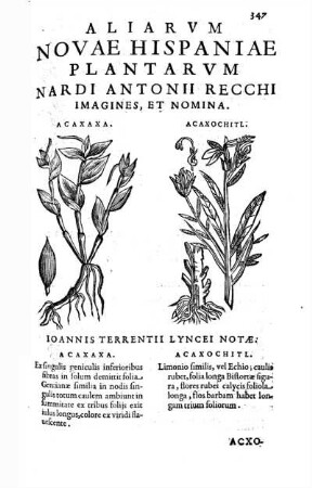 Aliarum novae Hispaniae plantarum Nardi Antonii Recchi imagines et nomina Joannis Terrentii Lyncei notatione