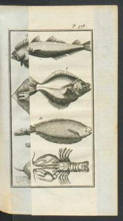 Tafel: Les Poissons &c.