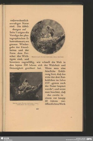Misteldrossel, Turdus viscicarus, Linn., horchend, verdrießlich und beunruhigend