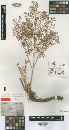Peucedanum urbanii Aschers. & Sint. ex H.Wolff [isotype]