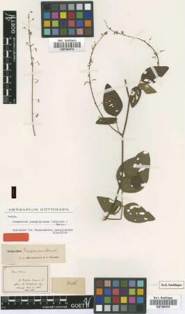 Desmodium poeppigianum Schindl. [type]