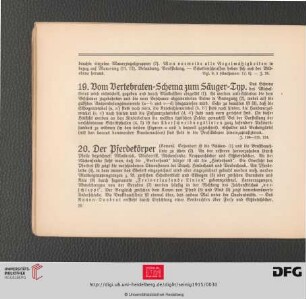 19. Vom Vertebraten-Schema zum Säuger-Typ