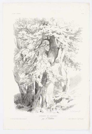Baumstudie, Blatt 60 der Folge "Zeichenunterricht im Hinblick auf die Landschaft"