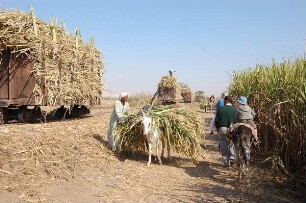 Luxor - Abtransport von Zuckerrohr