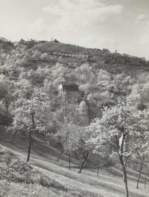 Cossebaude, Baumblüte
