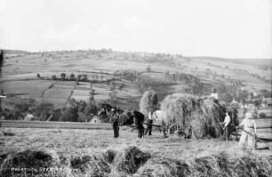 Heuernte : sog. Schenk-Berg mit Steinberg-Gut