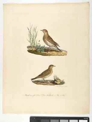 Atauda arvensis. Linn. Die Feldlerche. 1. Mas. 2. Fem. - Feldlerche. Alauda arvensis; mas. fem. - Zeichner und Stecher: Ambrosius Gabler