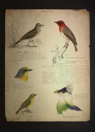 Ornithologie pl. XXIV.
