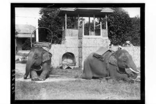 Arbeitselefanten : Thailand. Ruhende Arbeitselefanten, 1908/1913
