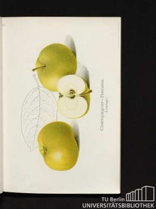 7. Champagner-Reinette. (Loskrieger.)