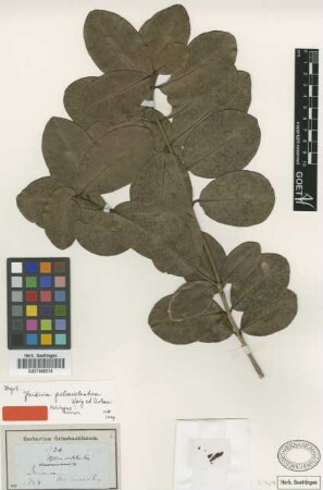 Psidium pulverulentum Krug & Urb. [holotype]