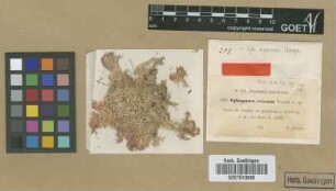 Sphagnum roseum Warnst. [syntype]