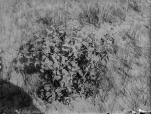 Meer-Mannstreu : Stranddistel