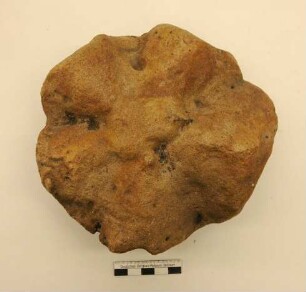 Asterosoma Fossil