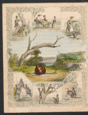 Tafel: [Insects used for food.]
