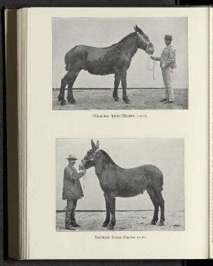 Weibliches Poitou-Maultier (mule).