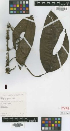 Monstera kessleri Croat [isotype]