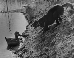 Archivfotografie "motive_tiere_haus_hunde_1929"