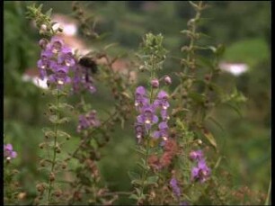 Pollination of Angelonia hirta (Scrophulariaceae)