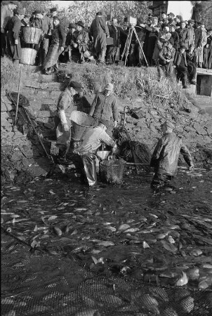 Abfischen der Karpfen im Moritzburger Schloßteich. Fischer beim Füllen und Abtransport der Karpfen in Kübeln