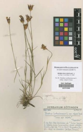 Dianthus carthusianorum L. subsp. vulgaris Gaud.