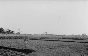 Reisfeld mit Vogeltelefon : Landschaft mit Reisfeldern und Hochsitz