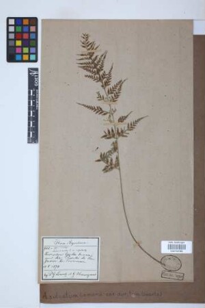 Asplenium sulcatum var. auritum (Sw.) Bonap.