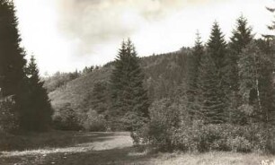 Osterzgebirge. Mordgrund (Bahratal) mit Bestand der Alpenrose (Gebirgsrose, Rosa pendulina)