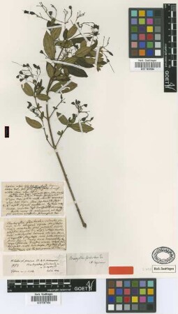 Brachyotum floribundum Triana ex Cogn. [type]